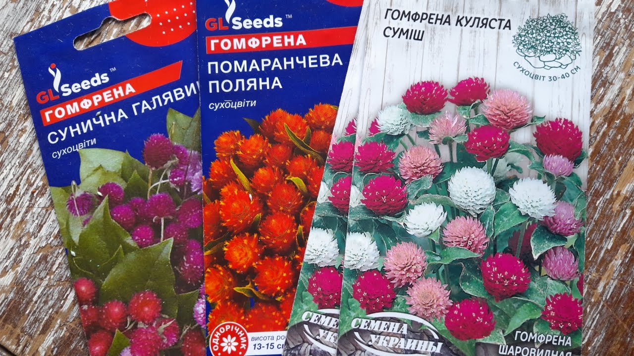 Що треба знати при висіванні? Гомфрена вас потішить.#сухоцвіти #українською #україна #квітник
