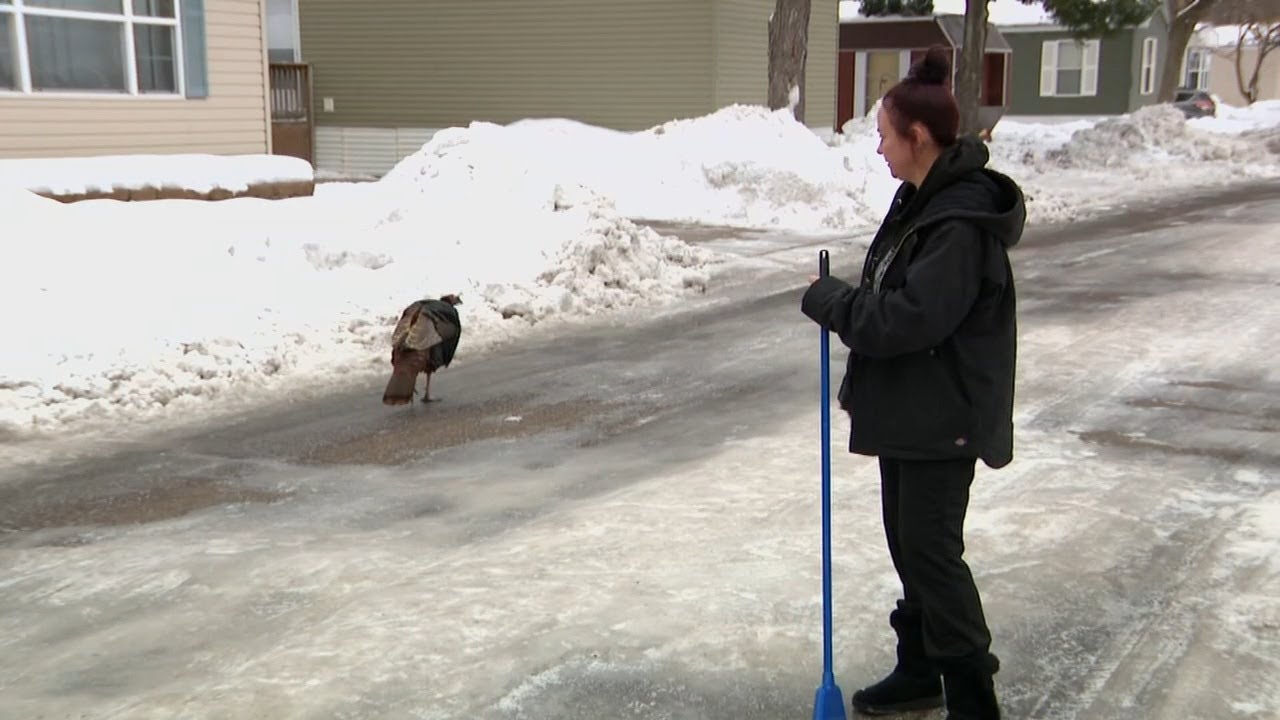 'Please help me!' | Woman says wild turkey is terrorizing Minnesota town