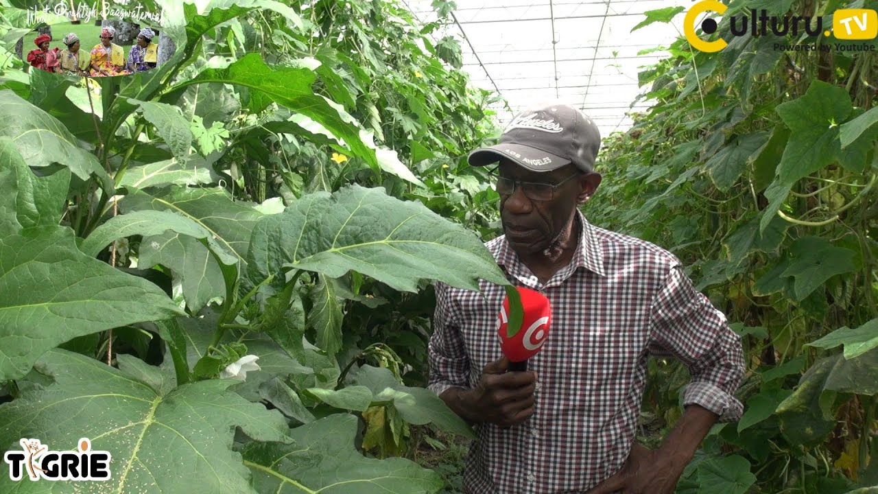 Surinaamse groenten niet alleen in Suriname groeit het maar ook in Nederland, Luku fa switi !