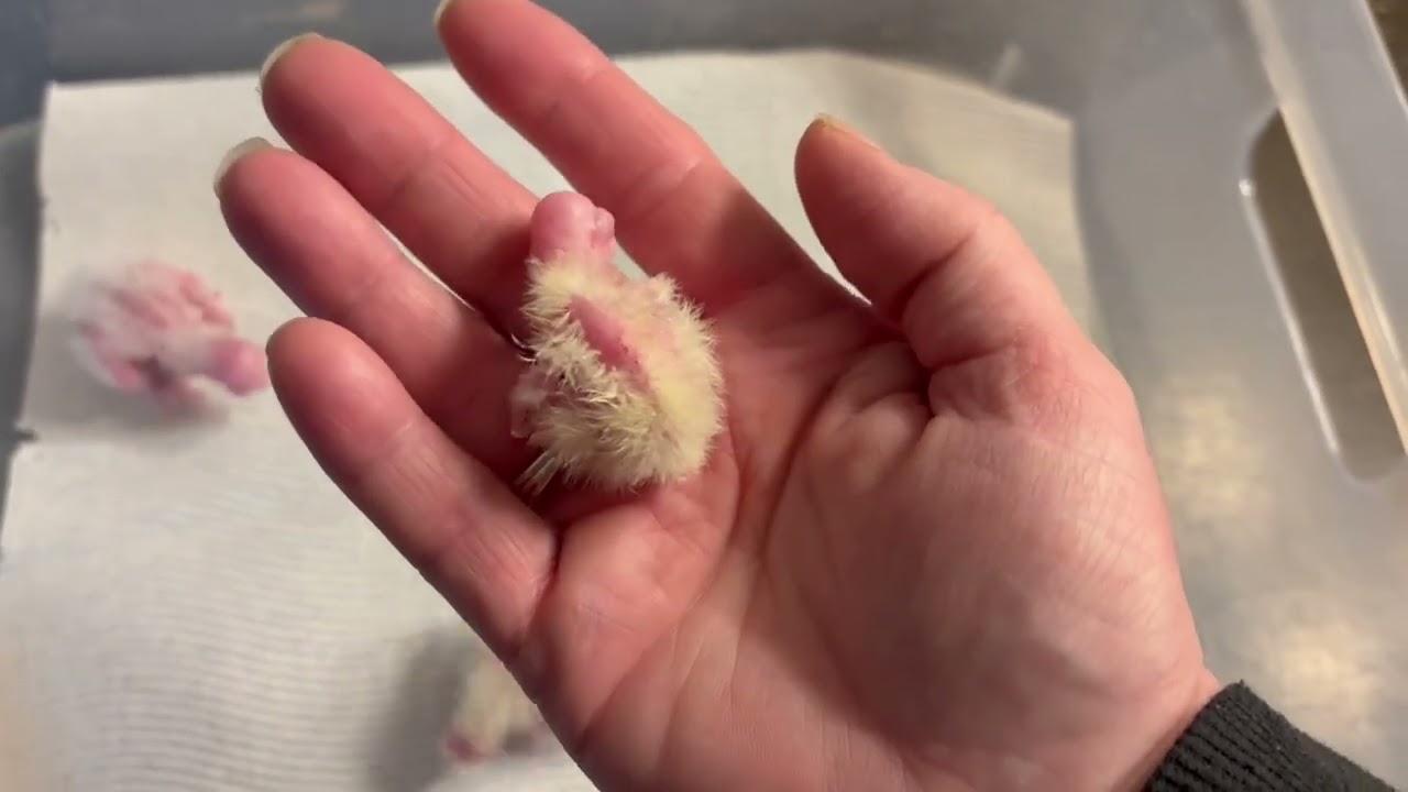 How to tell the colors of a cockatiel right after hatching