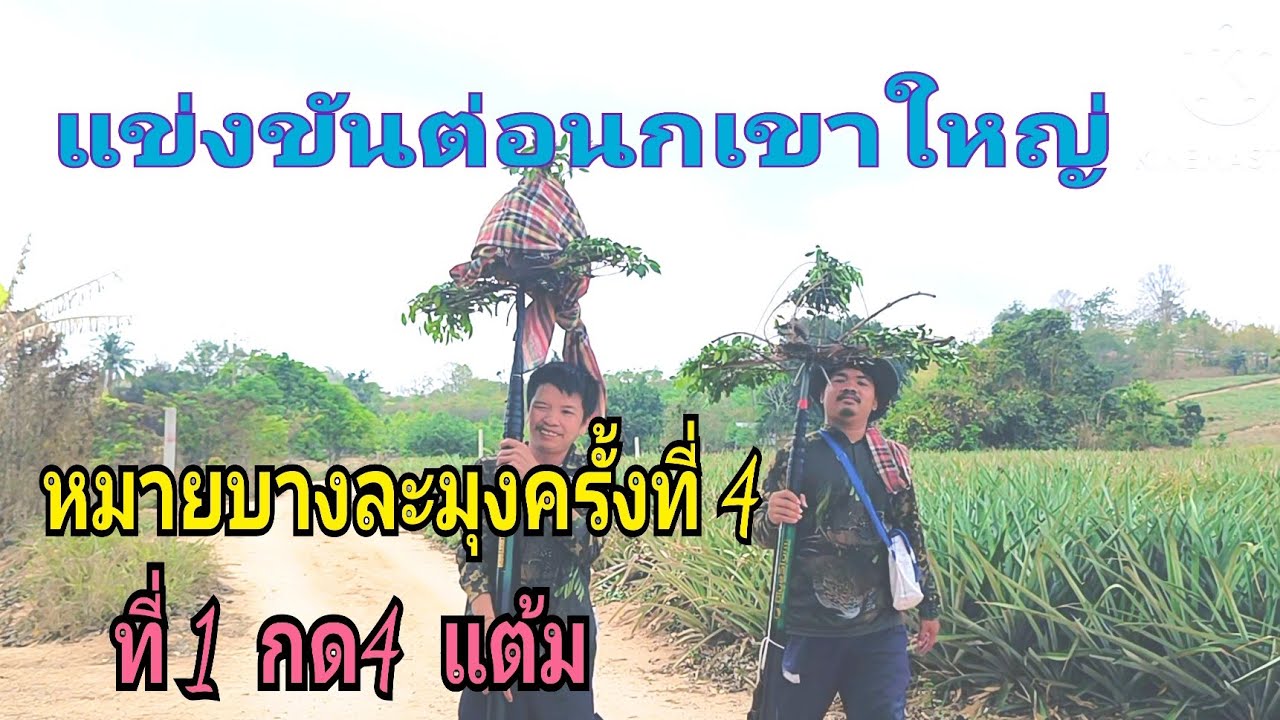 #แข่งขันต่อนกเขาใหญ่บางละมุงครั้งที่ 4 15 กุมภาพันธ์ ค.ศ. 2026