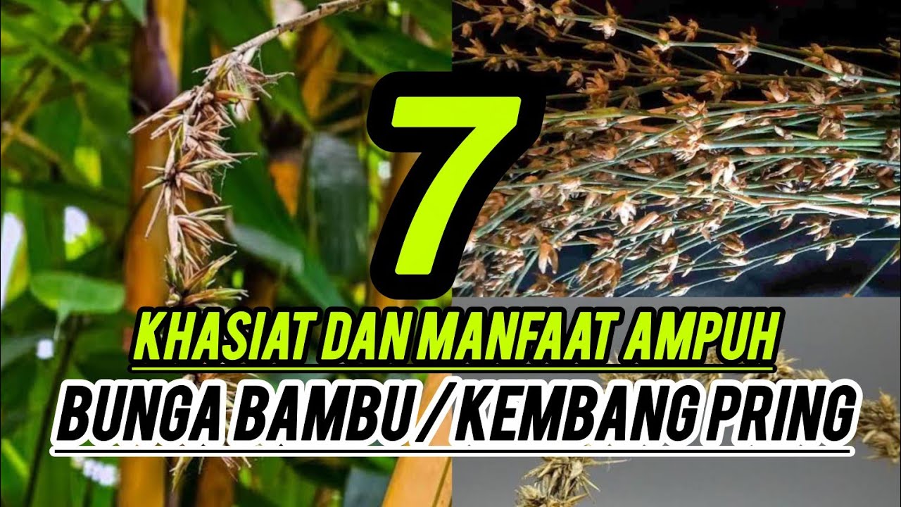 Buktikan..!!! 7 khasiat dan manfaat ampuh bunga bambu_kembang pring