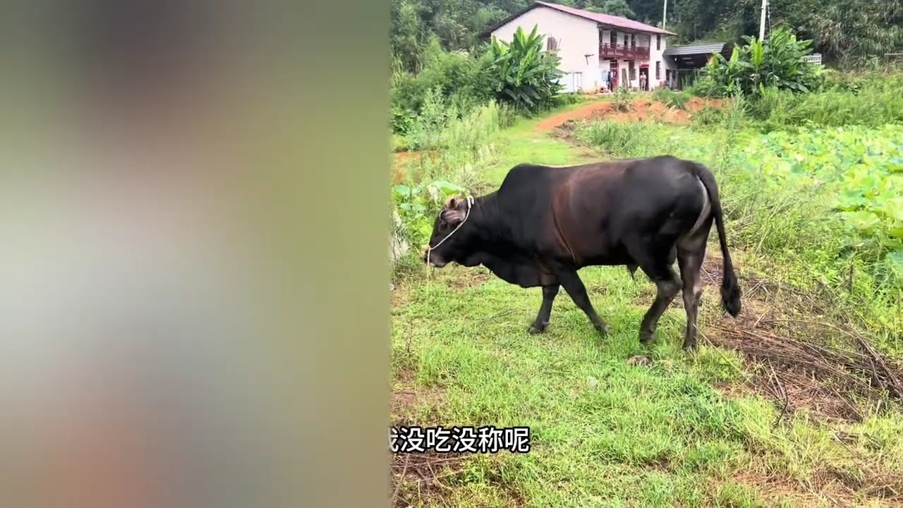 九江修水盘了2头土大公牛，13一斤过磅，这价格怎么样？