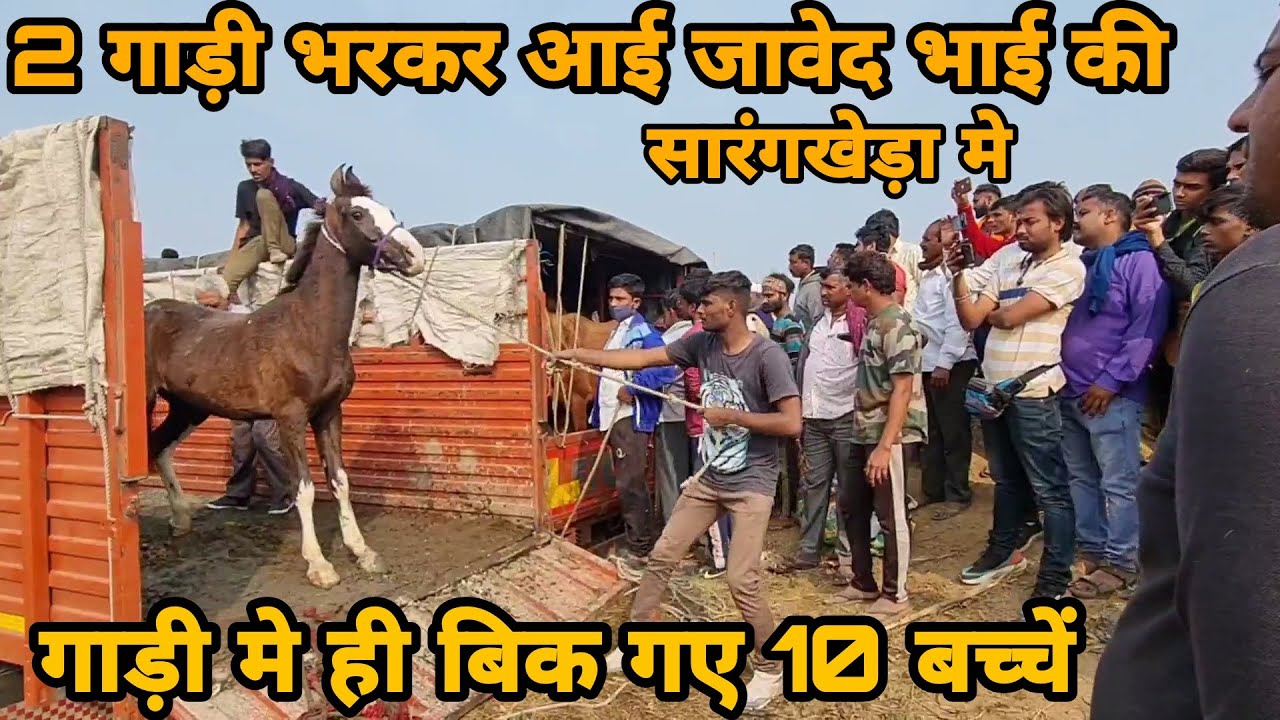 जावेद भाई ने किया मेले मे 50 घोड़े लाकर धमाका 😍 व्यापारी हुए तीतर बितर || सारंगखेड़ा मेला 2021