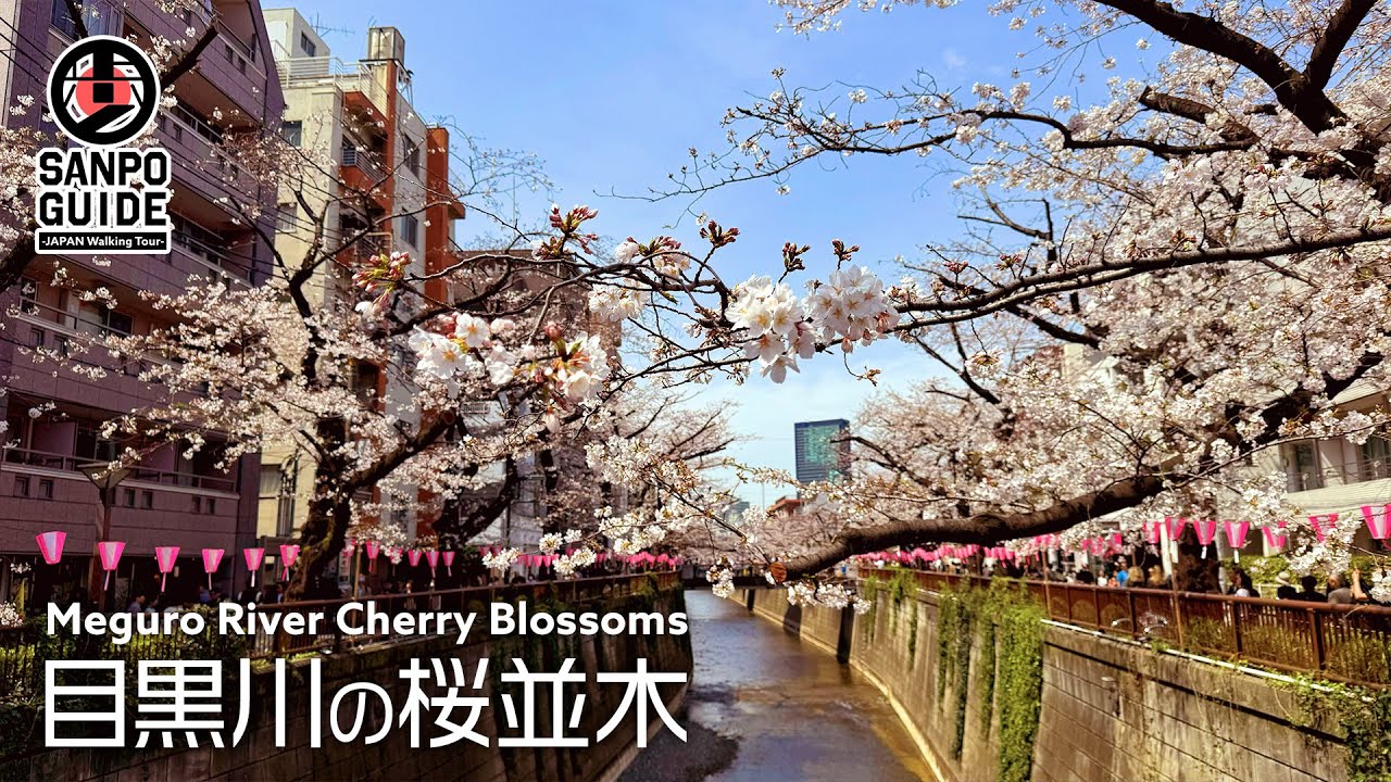 【中目黒の桜】人気スポットの目黒川沿いを花見散歩 2024｜東京散歩