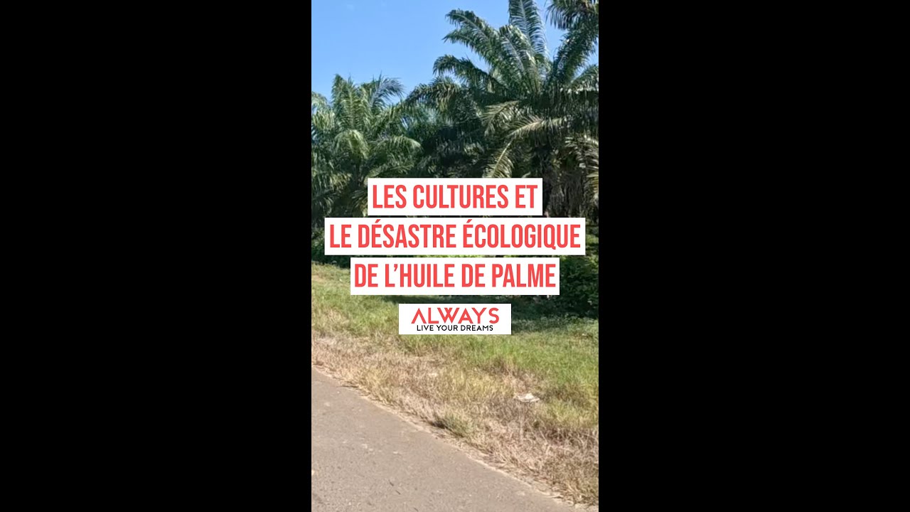 La Colombie et l'huile de palme, un désastre écologique !