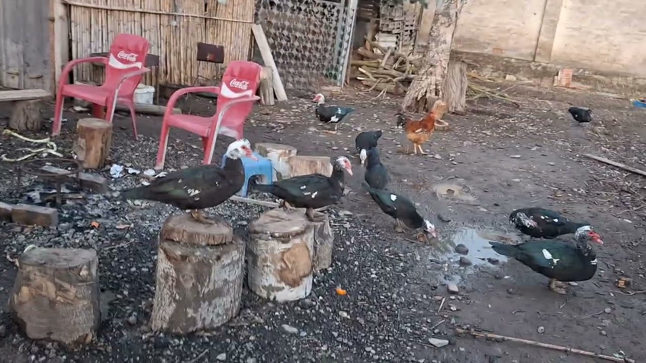 البط 🐓