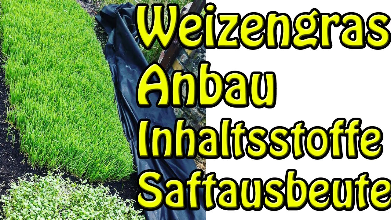 Weizengras im Garten die Inhaltsstoffe + Anbau und Saftausbeute mit dem Angel Juicer