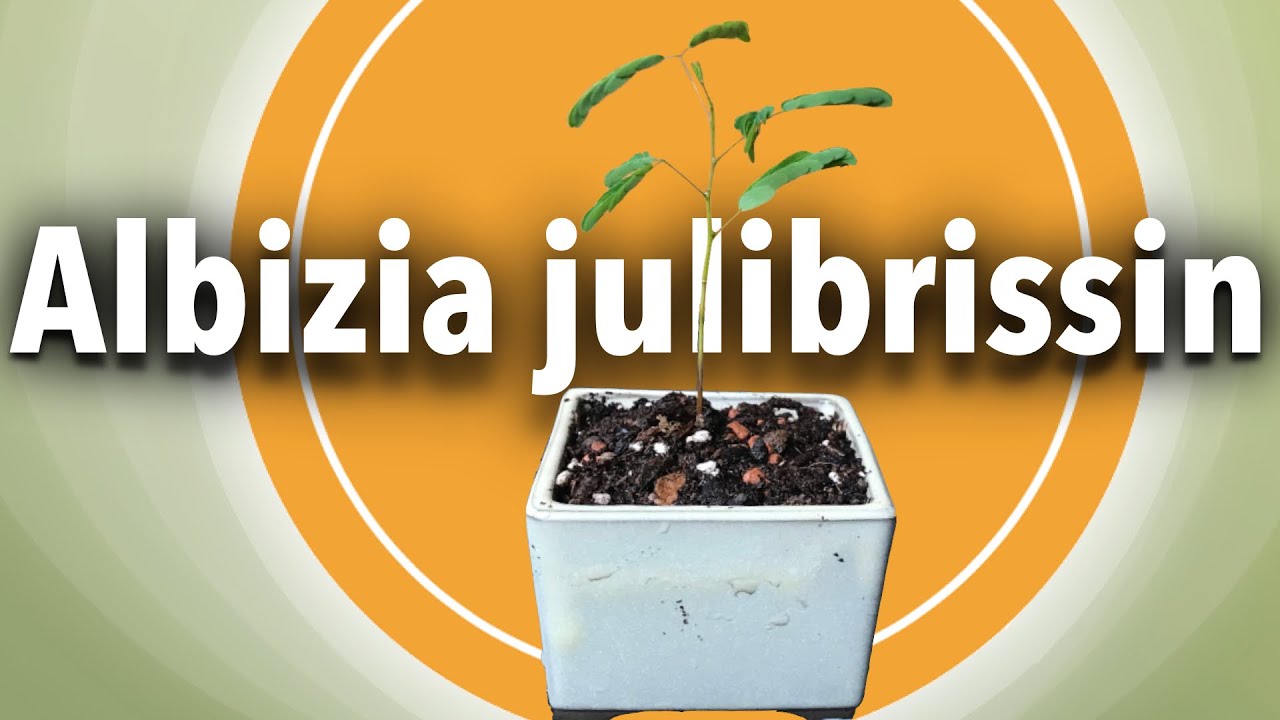 A quick look at the first year of growth for this small Albizia julibrissin, October 2022