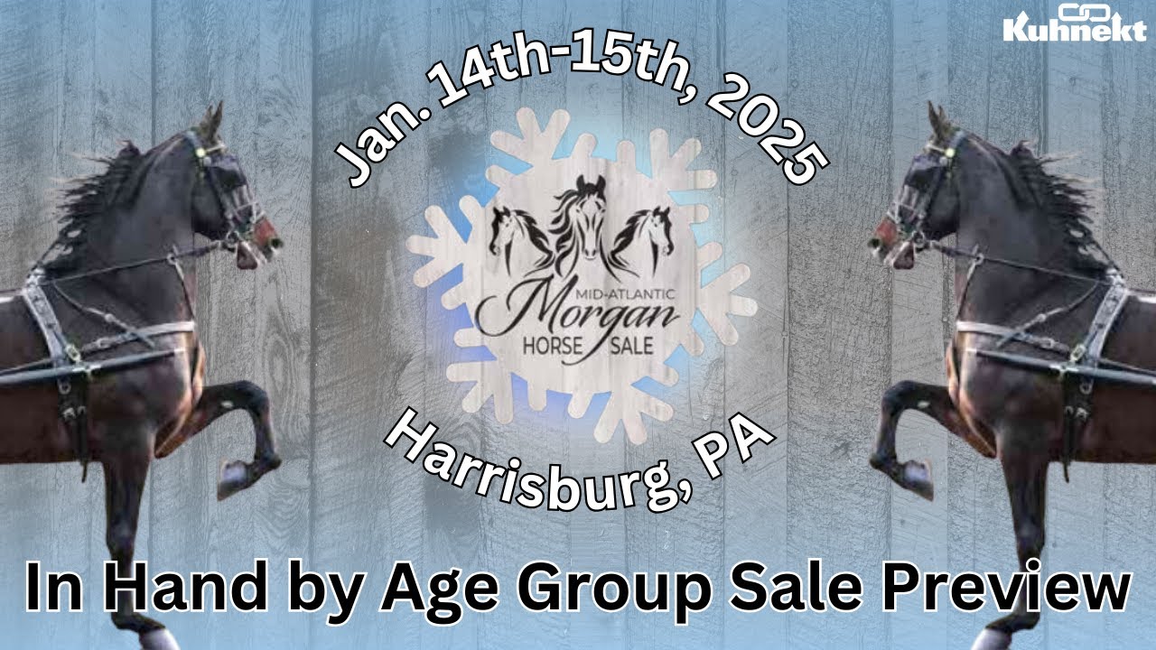 In Hand by Age Group Sale Preview - 2025 Mid-Atlantic Morgan Horse Sale