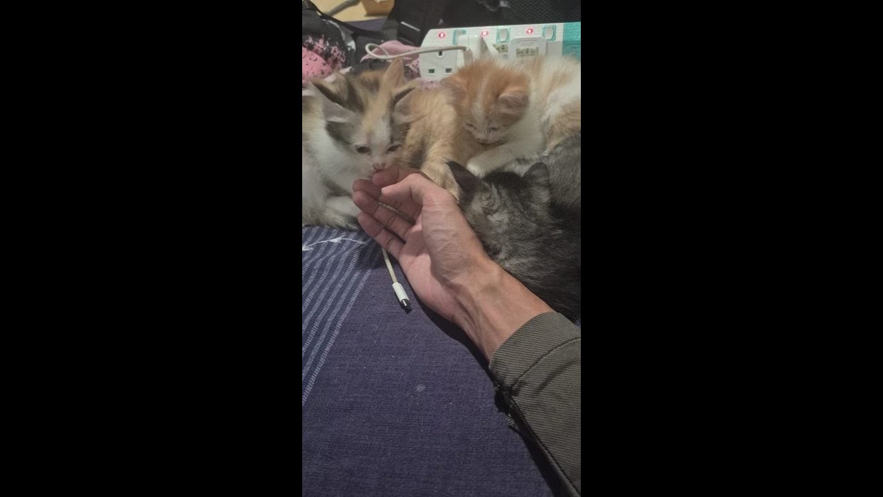 🐾 LIVE Kitten Playtime | Adorable Kitten 🐈 💕