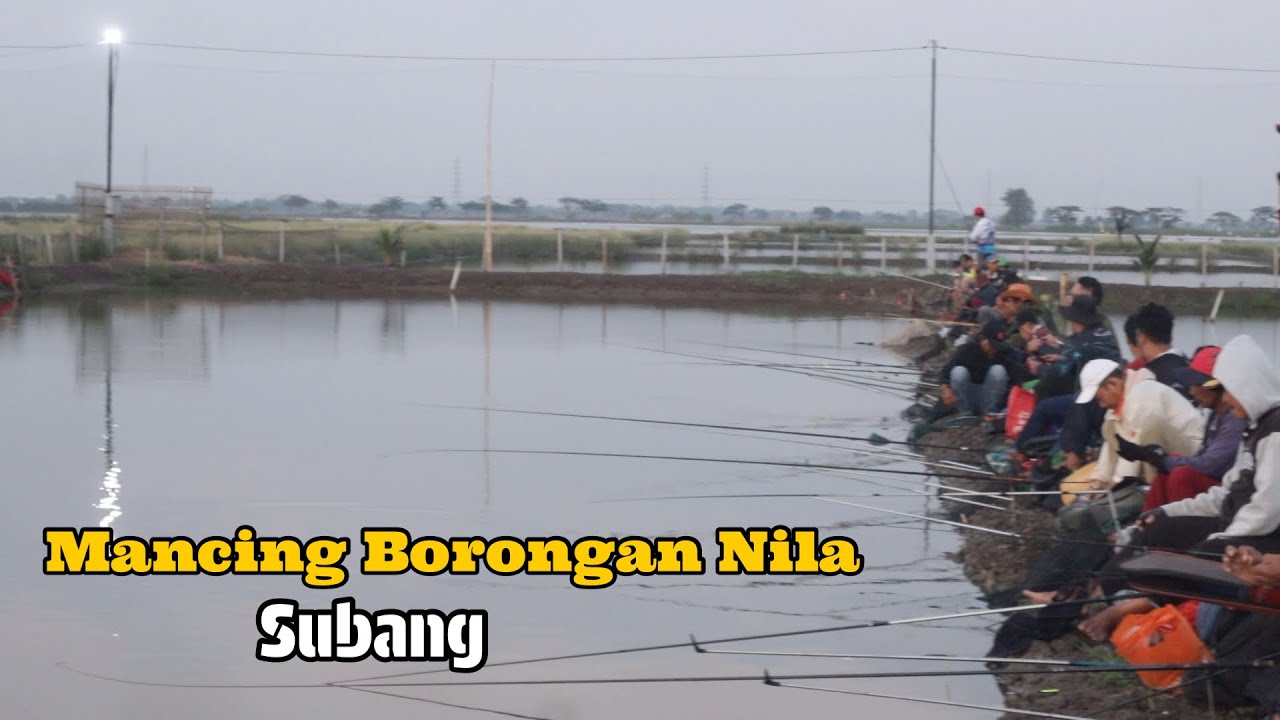 DIBLENDER SEBELAH | MANCING NILA SALAH RANGKAIAN 