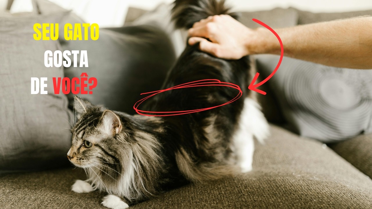 Você Sabia Que Seu Gato Tem 3 Formas Secretas De Mostrar Carinho?