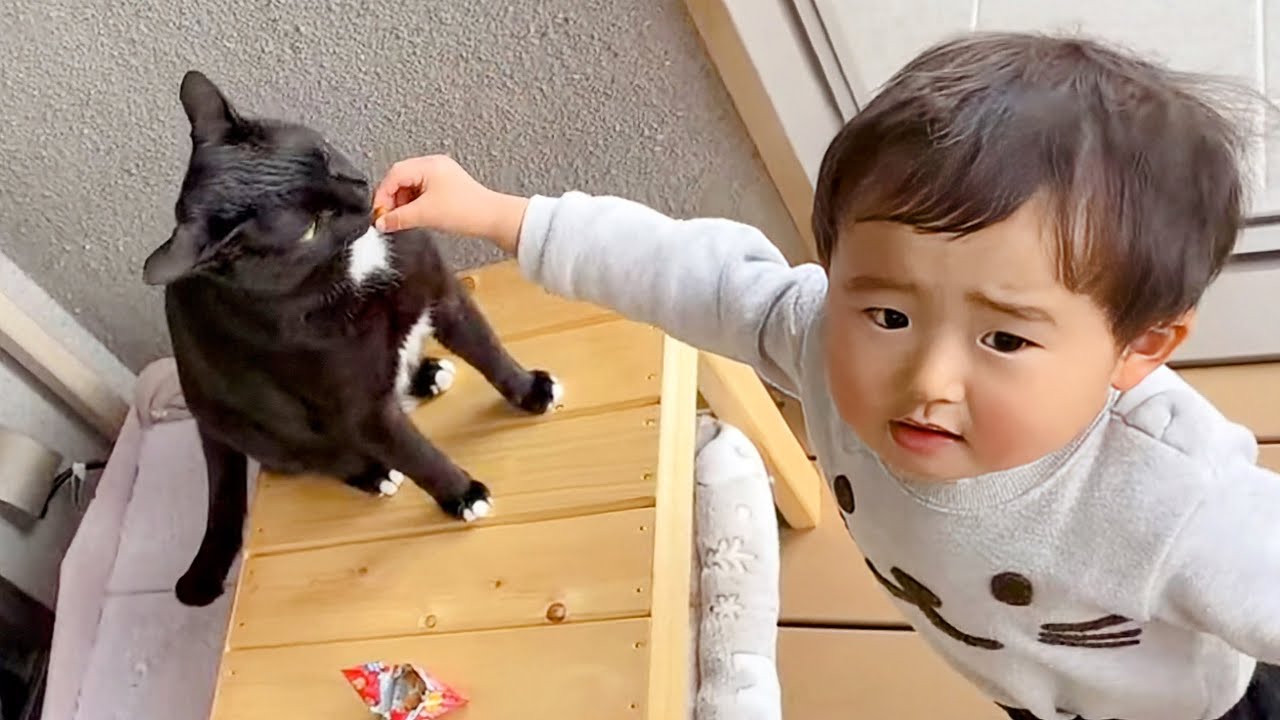 【LIVE】猫と赤ちゃん‥おやつも共有⁉︎😱