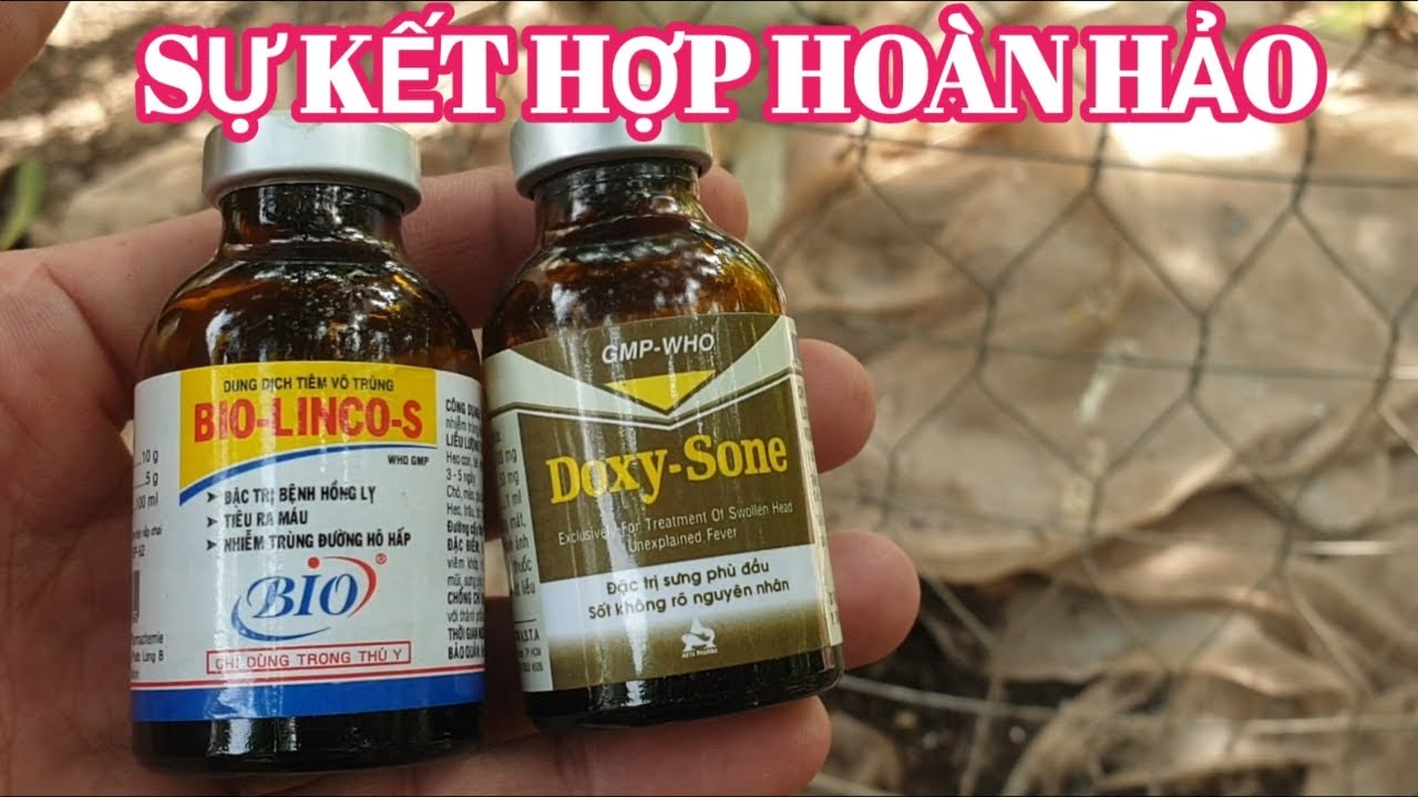 Nuôi gà lúc giao mùa ( có cung cấp trứng ruồi lính đen 0987 085 892)