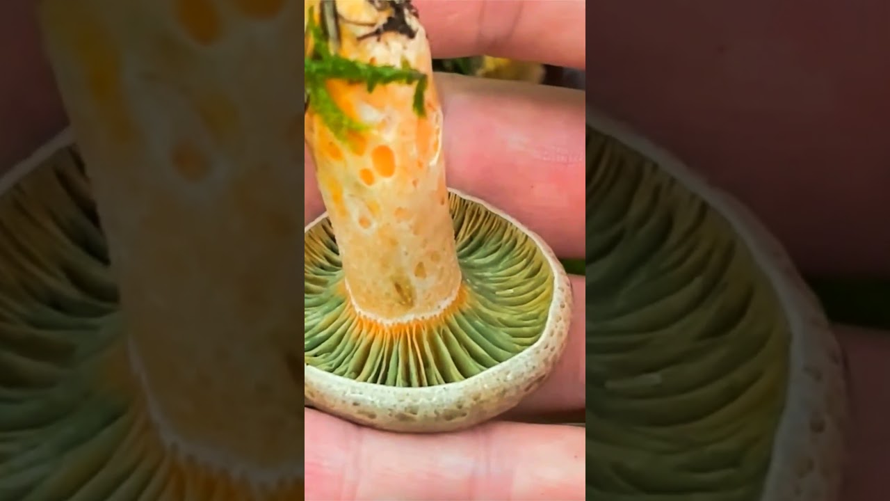 Рыжик полукрасный (Lactarius semisanguifluus) short #shorts
