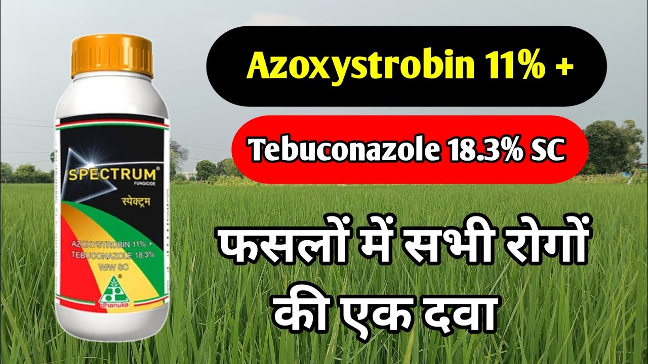 Azoxystrobin 11% + Tebuconazole 18.3% SC | Fungicide | Azoxystrobin + Tebuconazole Fungicide