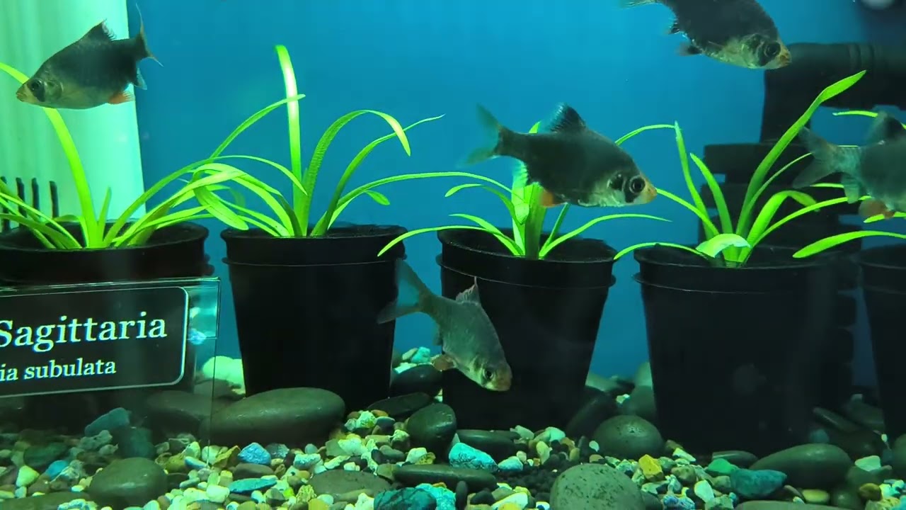 Variety of Fish Relaxing