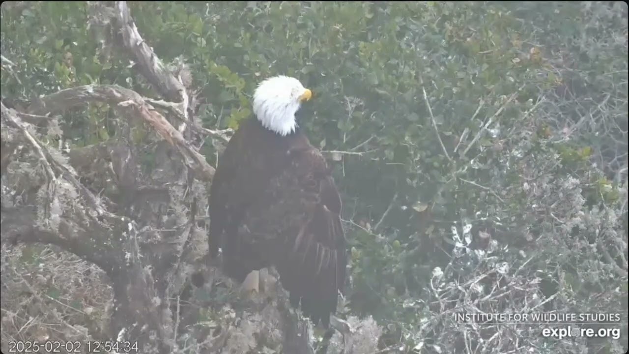 🚨 Cams Are Back-Chet is Not. New Eagle Sharing the Nest! - West End Nest of Thunder & Akecheta (2/2)