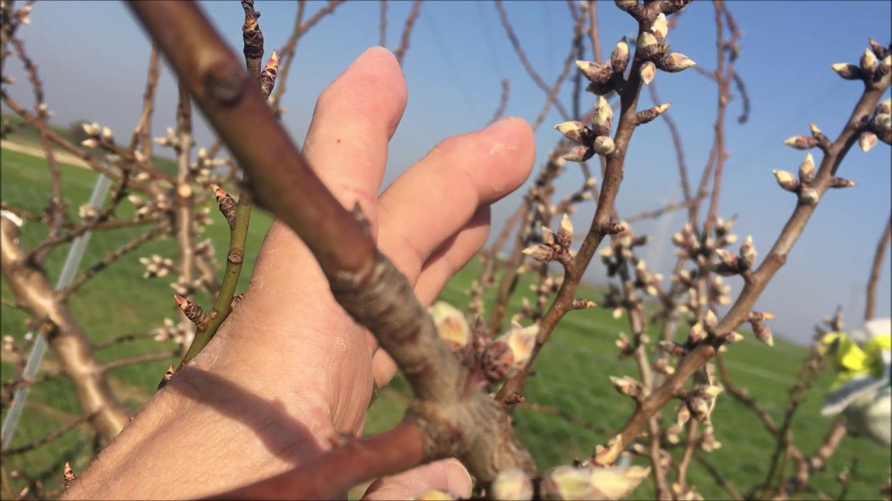 MEYVELERDE KIRAĞIYA ÖNLEM KÜKÜRT UYGULAMASI