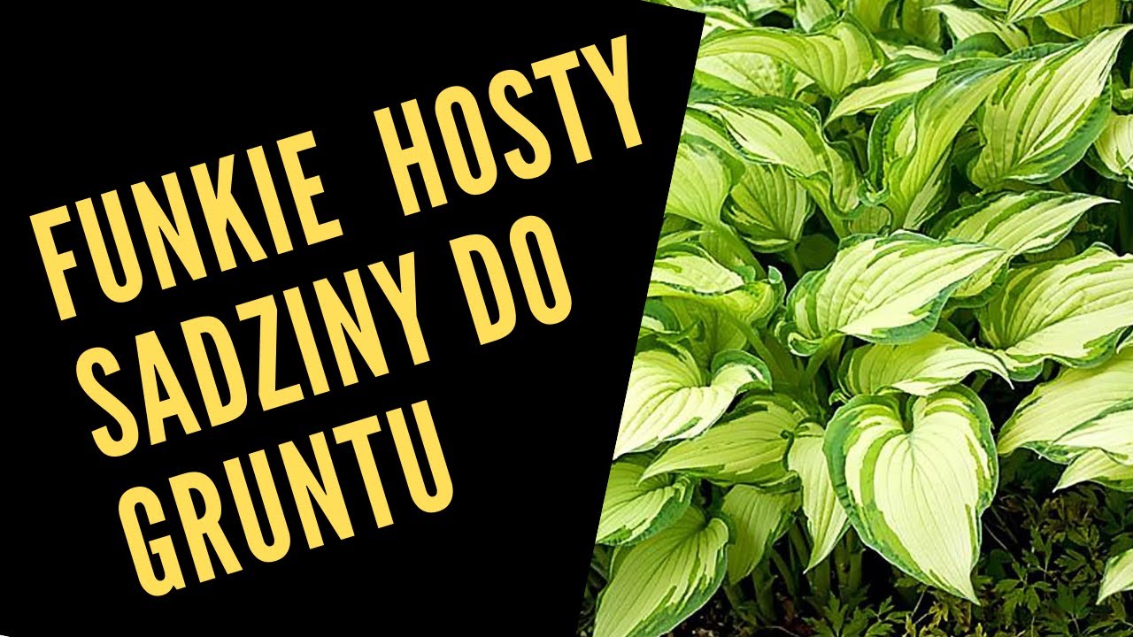 Hosty funkie sadzimy do gruntu. Idealne rośliny do p&oacute;łcienia, gleba lekko kwaśna ( trochę torfu ).