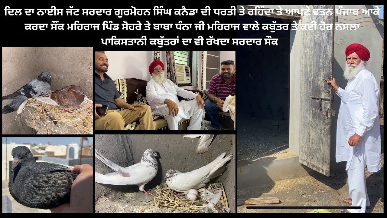 ਸਰਦਾਰ ਕੋਲ ਨੇ 1947 ਦੀ ਵੰਡ ਵੇਲੇ ਦੀਆਂ ਰਹੀਆਂ ਨਸਲਾਂ ਤੇ ਬਾਬਾ ਧੰਨਾ ਜੀ ਵਾਲੀ ਨਸਲ ਤੇ ਕਈ ਹੋਰ ਨਸਲਾਂ