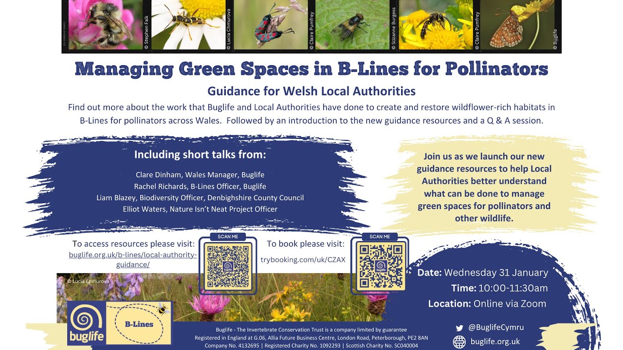 Managing Green Spaces in B-Lines for Pollinators: guidance for Welsh Local Authorities
