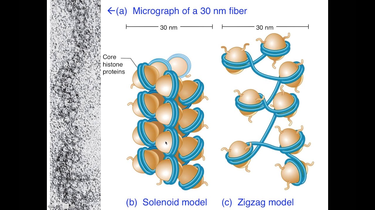 Unit1E Eukaryotic DNA Packaging Chromatin