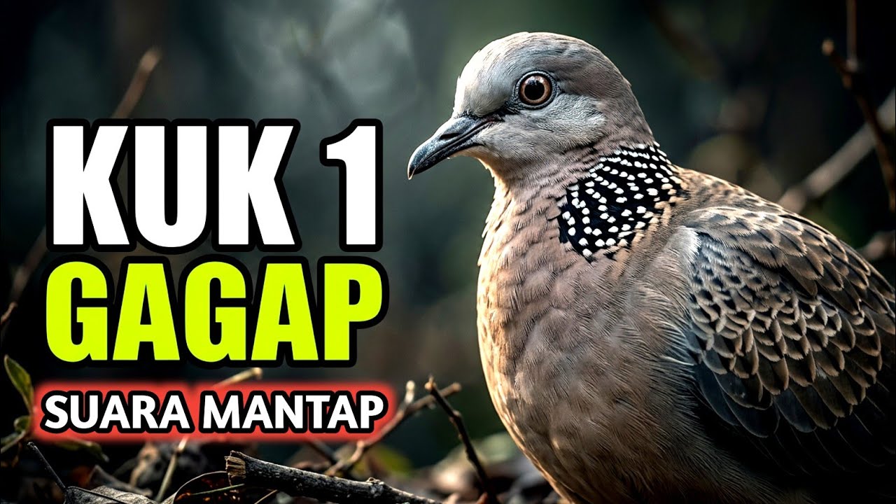 Suara Burung Tekukur Gacor Paling Ampuh Untuk Pikat Dan Pancingan