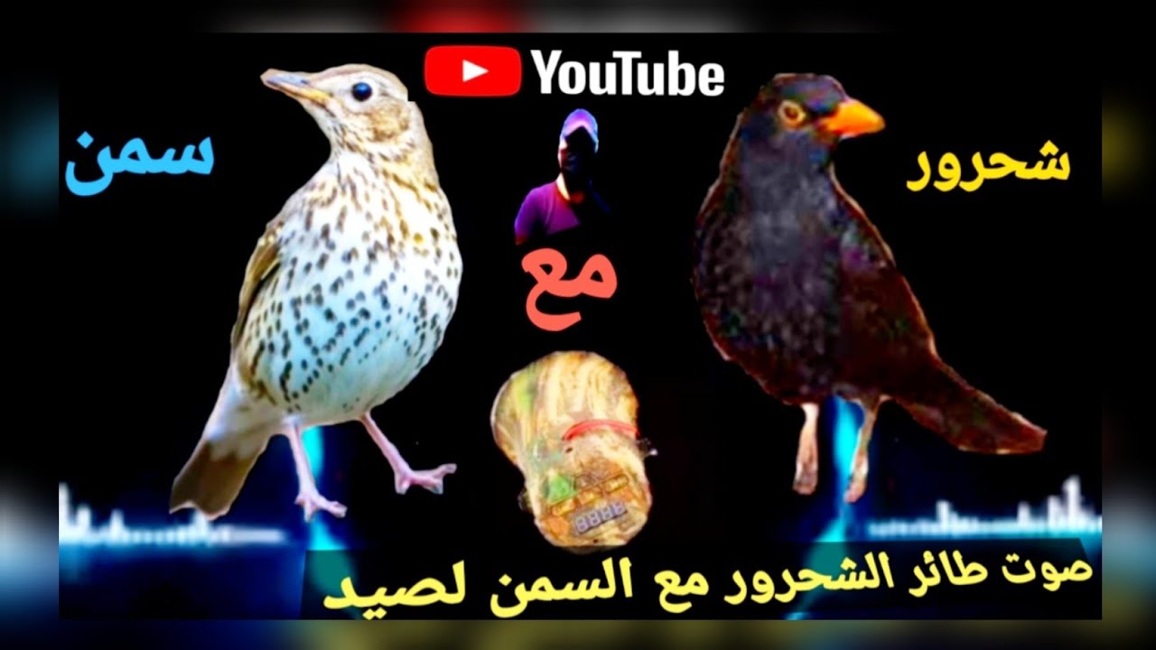 صوت طائر الشحرور مع السمن لصيد٢٠٢٢