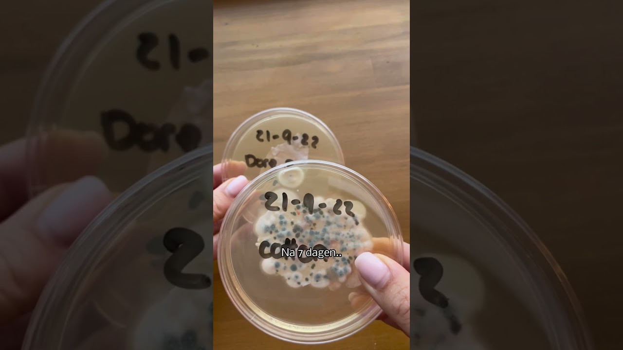 Dore & Rose Premium 22 Momme Zijden Kussensloop. Elimineert 99.7% van de Bacteri&euml;n