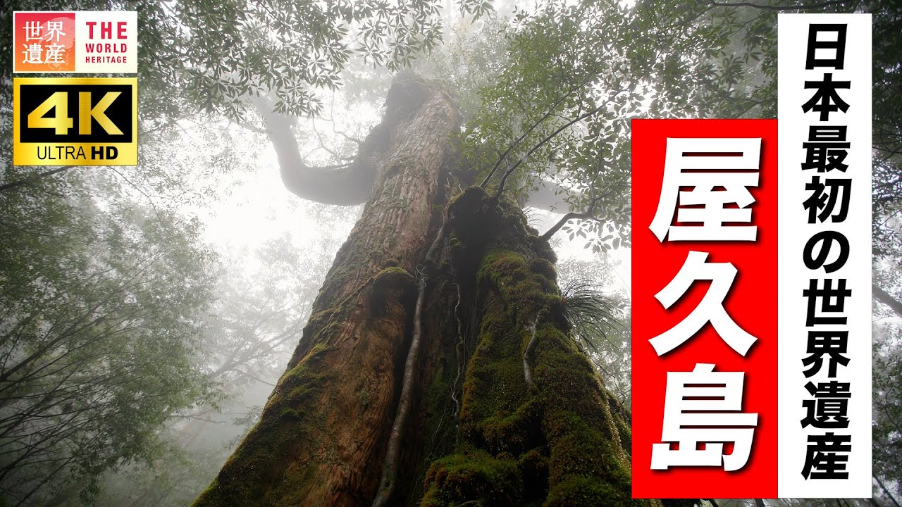 【4K】夏に行きたい！日本最初の世界遺産 屋久島 World Heritage, Yakushima island in Japan.