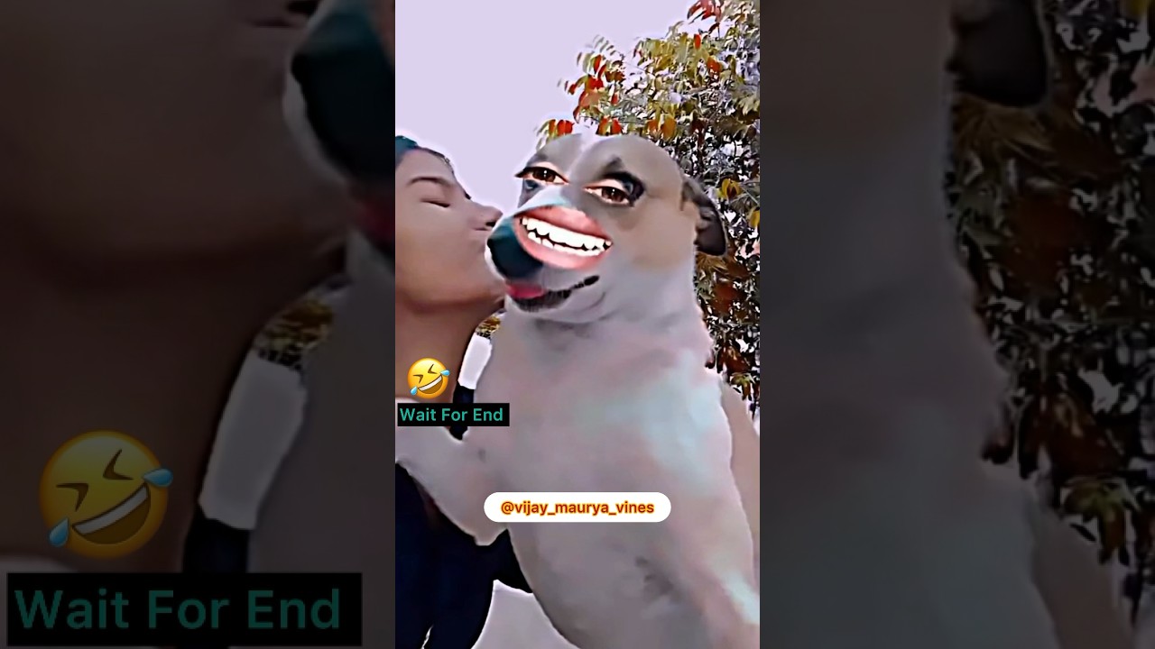 Kutto Ki &hellip; #comedy #vimaurya #funny #vijaymauryavines #comedy2024 🤣🤣🤣