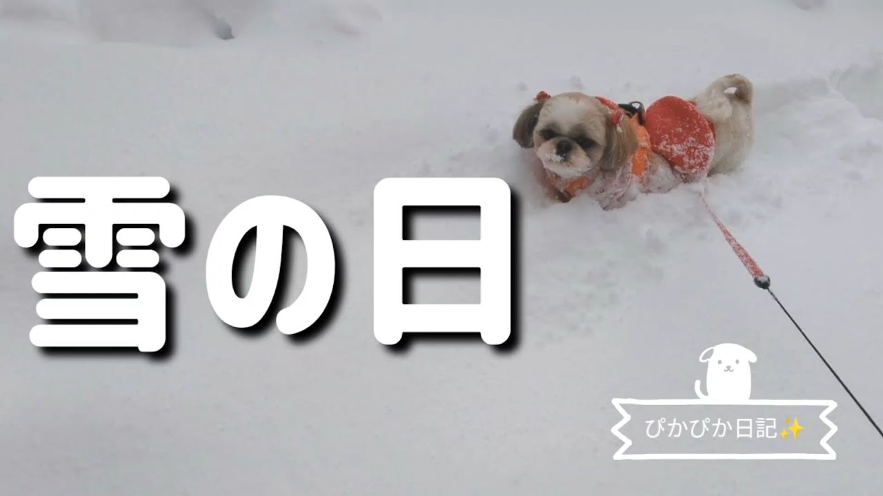 【キター豪雪】待ってました雪の日のおさんぽ