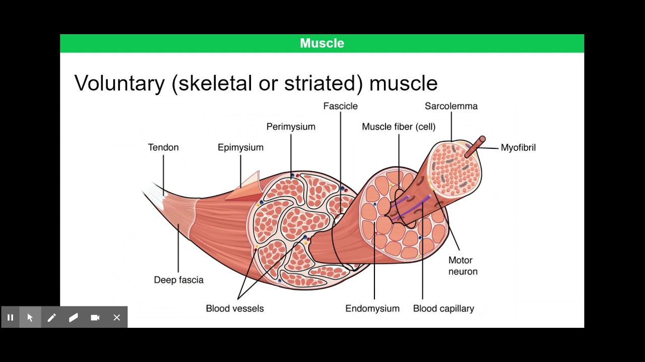 Structure of Mammalian Muscle