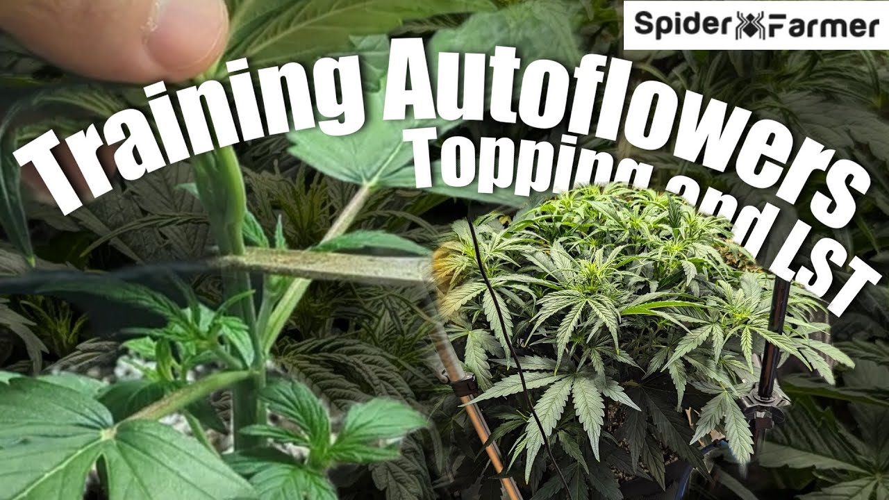 How I Grow E19- Topping and LST - Skunk Autoflower in Gaia Green - Spiderfarmer SF4000 Kit
