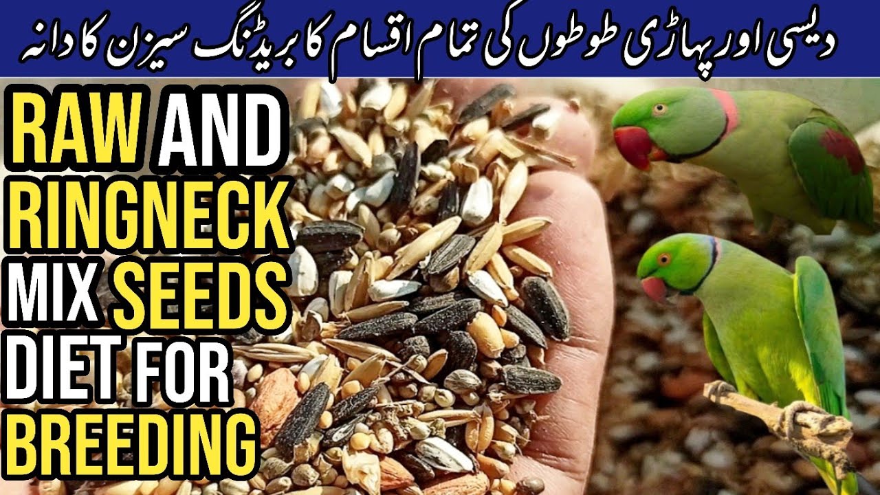 Parrots Ka Breeding Season Ka Dana | Is main kya kya shamil krain | Parrots Seeds for Winters