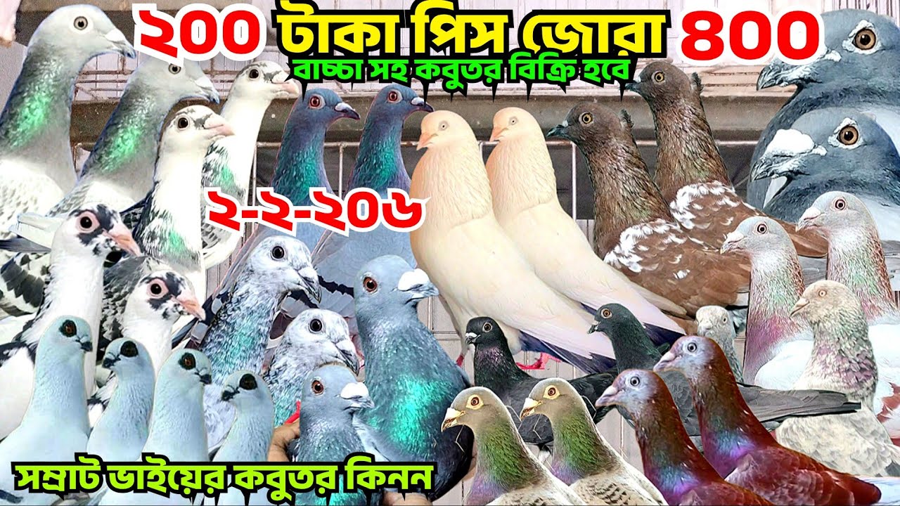 ২০০ টাকা পিস জোরা ৪০০ টাকা কবুতর বিক্রি হবে।বাচ্চা সহ রেসার কবুতর,দামাসিন কবুতর। গিরিবাজ, সম্রাট ভাই