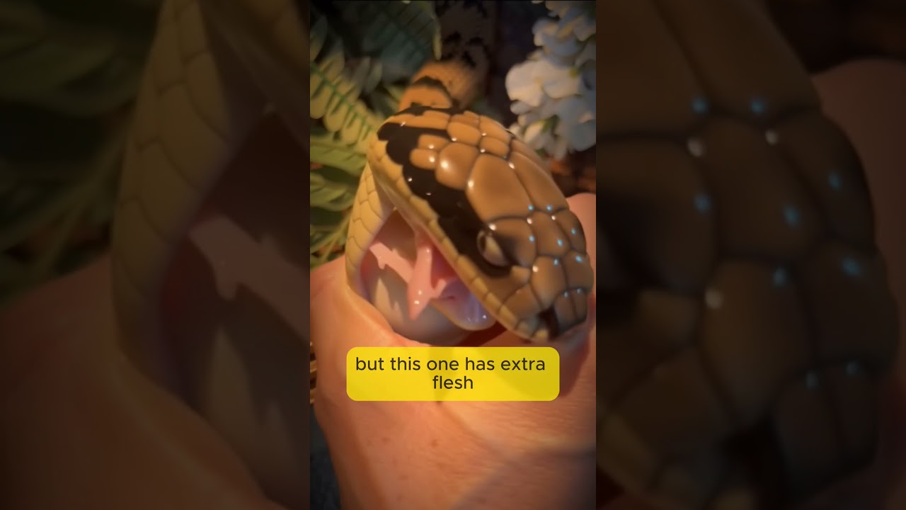Weird Genetically Modified Snake