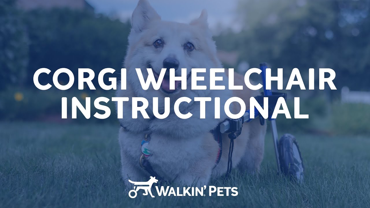 Walkin' Wheels Corgi Wheelchair - Instructional Video
