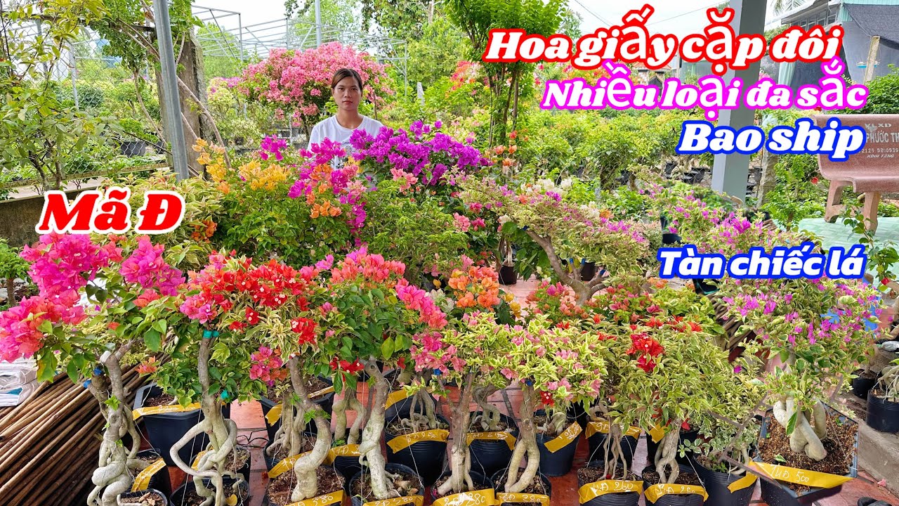 Hoa giấy cặp đôi đa dạng nhiều màu sắc bao ship..18/07😘📲 0968.816.137.Cát-Tường
