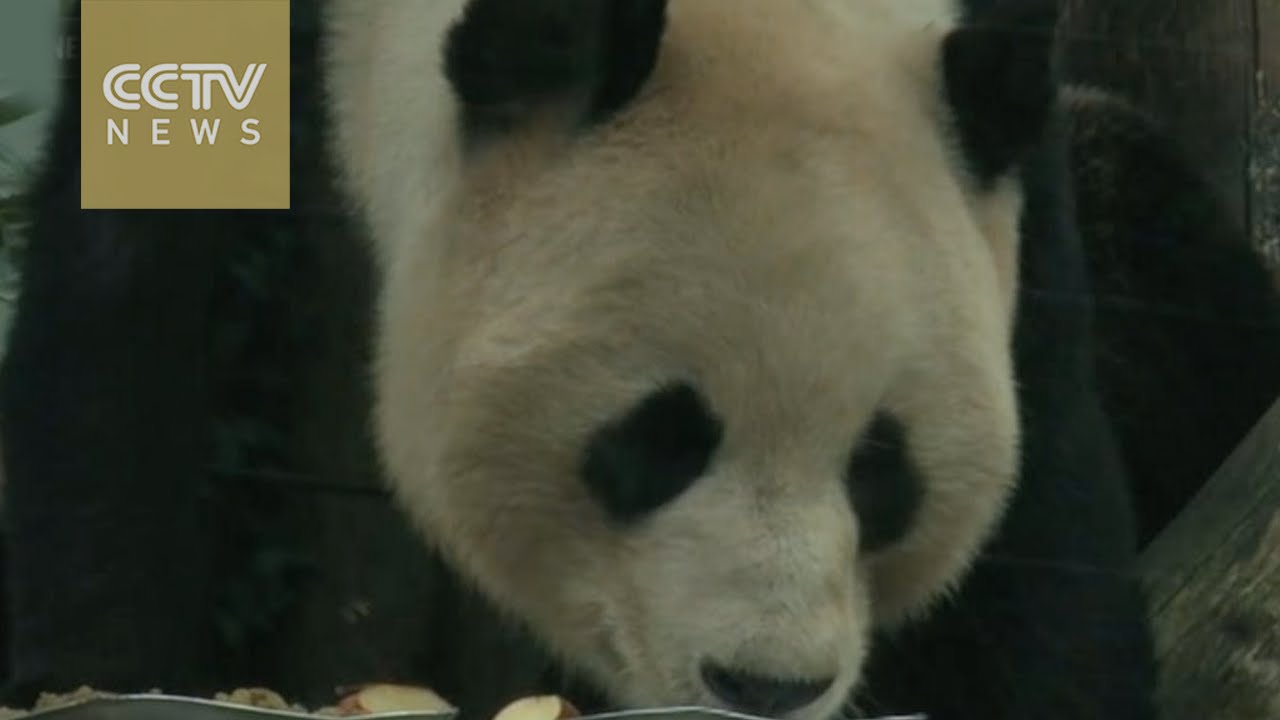 Scottish & Chinese scientists study pandas' eating habits