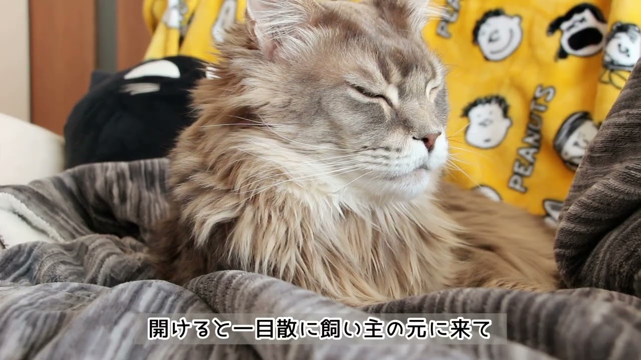 今日ものんびり眠る猫さん
