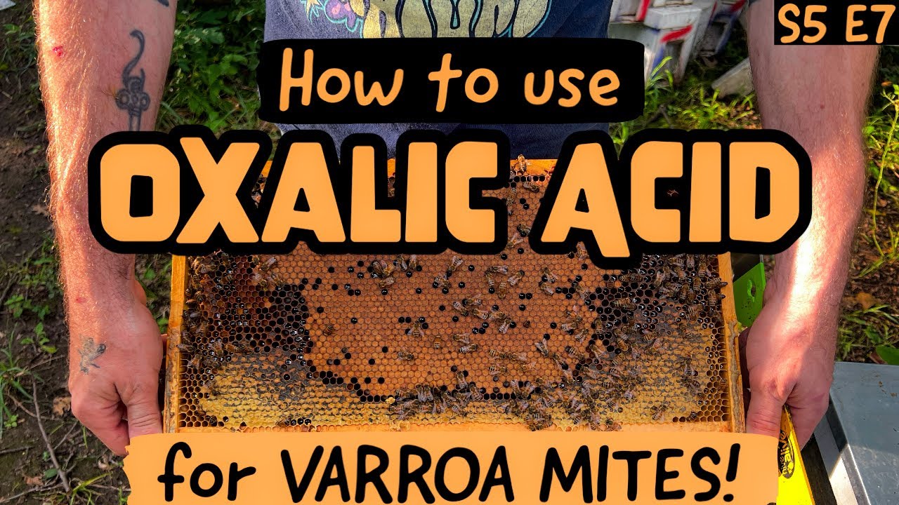 EVERYTHING You Need To Know About Oxalic Acid + HOW To Use It / Beekeeping 101 #beekeeping