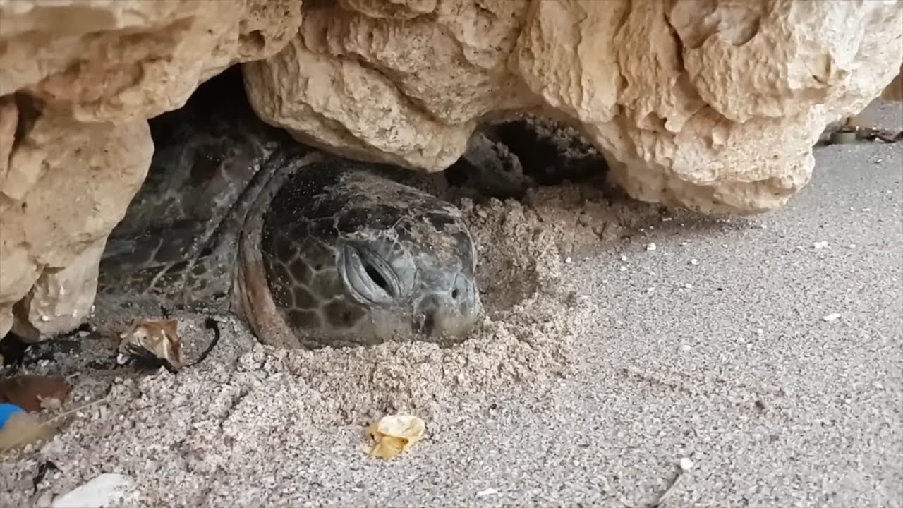 🐢 Sea Turtle Rescue Mission: From Struggle to Freedom!