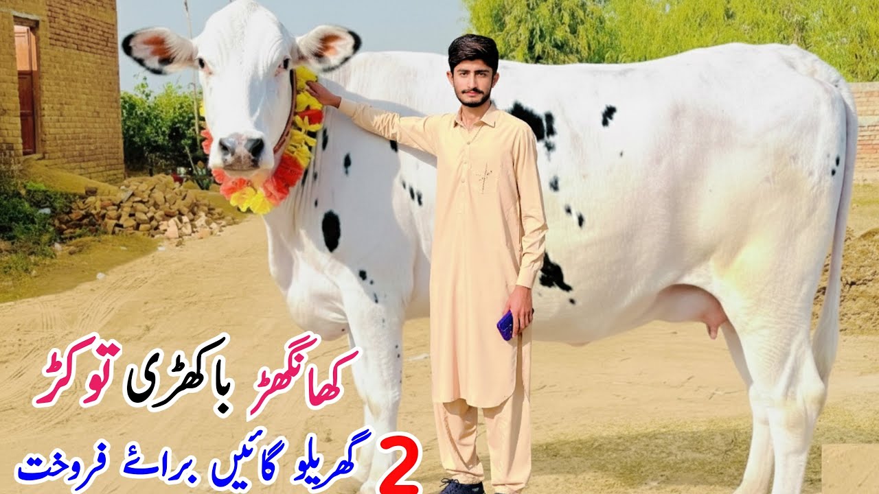 American Cows for sale | Khangar Cow for sale in Sargodha bhulwal | New Yong Boye 