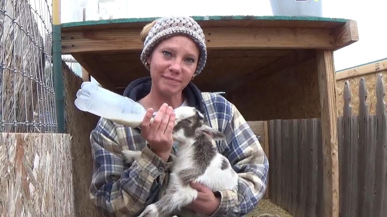 We have 6 DOES in MILK and 11 BOTTLE BABIES!