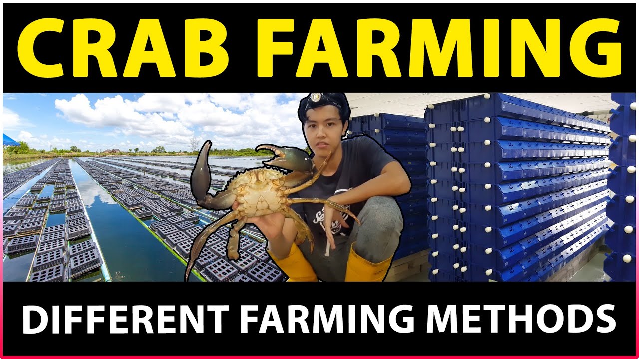 Crab Farming | RAS Vertical Farming, Mud Crab Farming, Pond Culture, Cage Culture, Raceway Culture