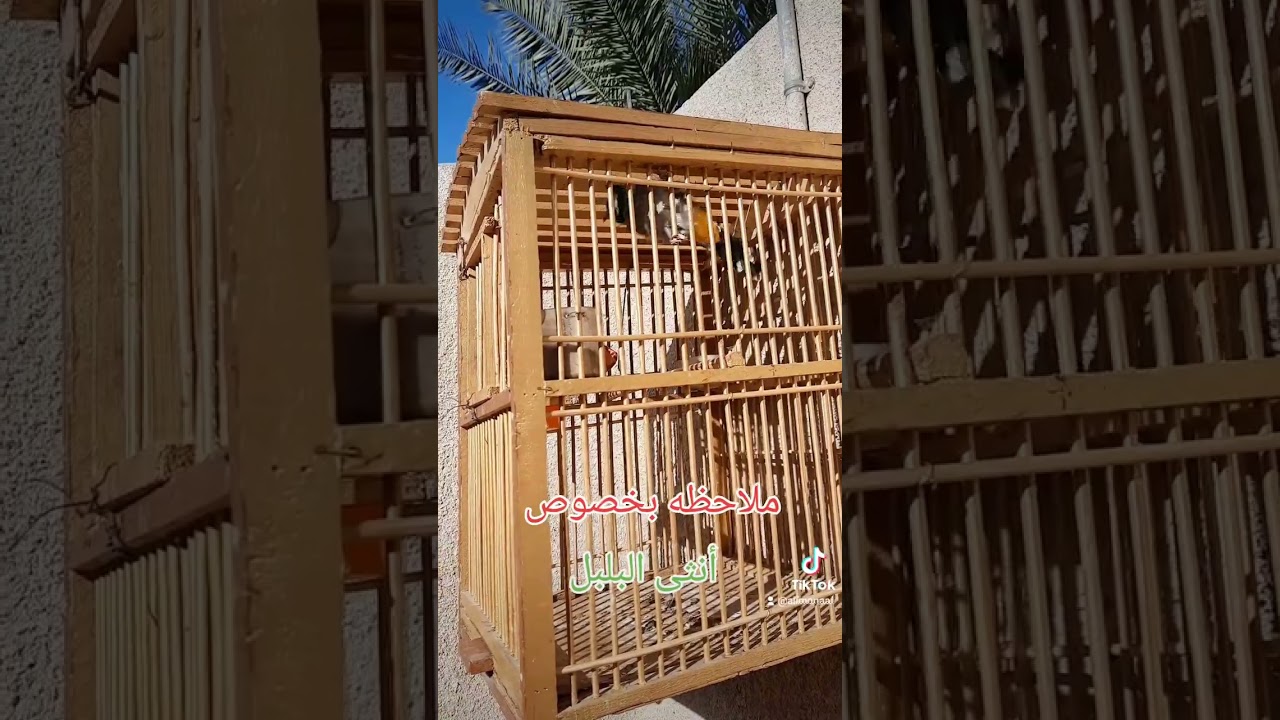 تغريد أنثى البلبل