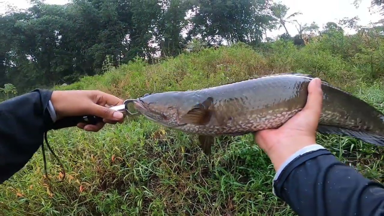 casting gabus waduk saguling ada gabus purba di akhir video 🎣💥🎣💥🎣💥